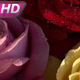 Bouquet Of Roses In Sparkling Drops - VideoHive Item for Sale