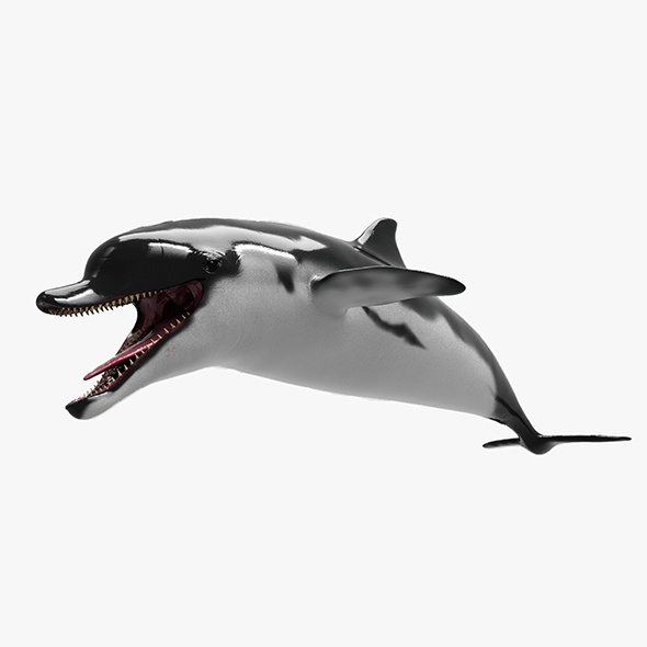 Dolphin - 3Docean 25914605