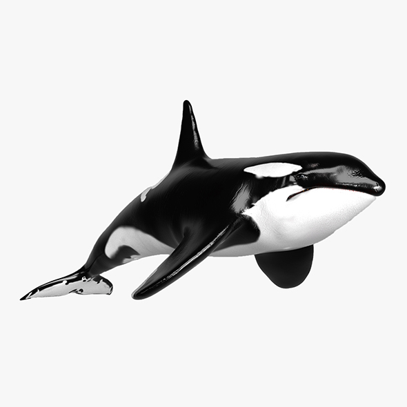 Killer Whale Sculpt - 3Docean 25915513
