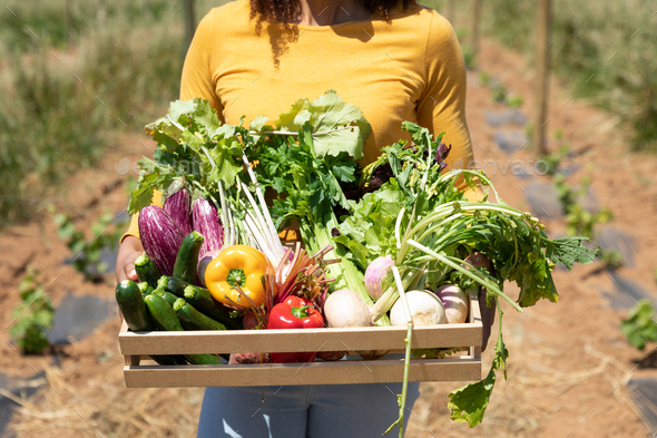 Organic produce - Stock Photo - Images