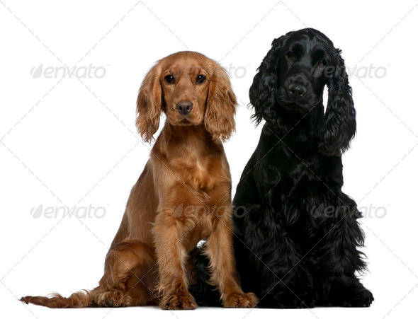 Two English Cocker Spaniels, 10 months and 6 months old, sitting in front of white background - Stock Photo - Images