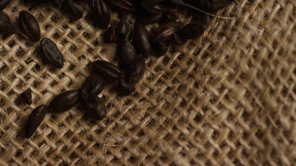 Rotating shot of barley and other beer brewing ingredients alt