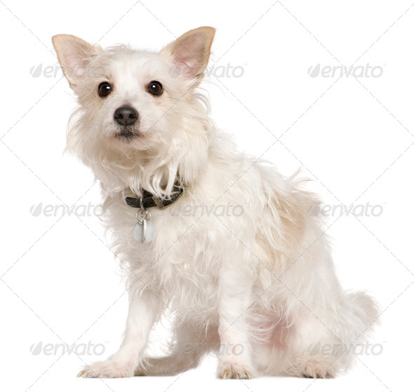 West Highland Terrier mixed with a Papillion dog, 5 years old, sitting in front of white background - Stock Photo - Images