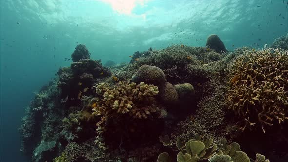 Coral Reef and Tropical Fish alt