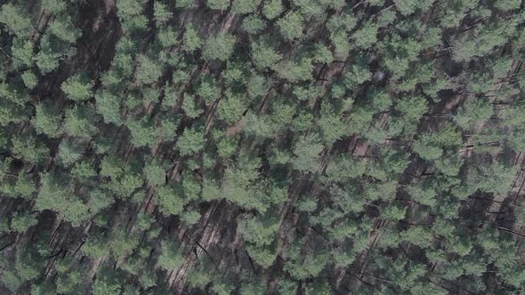 Vertical Video of Green Pine Forest By Day Aerial View alt