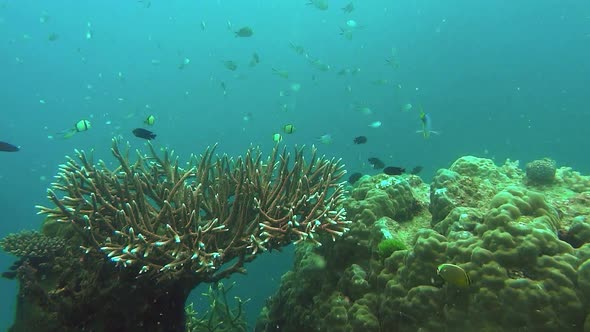 colony of acropora coral and colorful reef fish on the great barrier reef alt