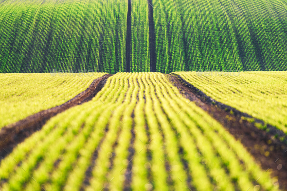 Green wheat rows and waves of the agricultural fields - Stock Photo - Images
