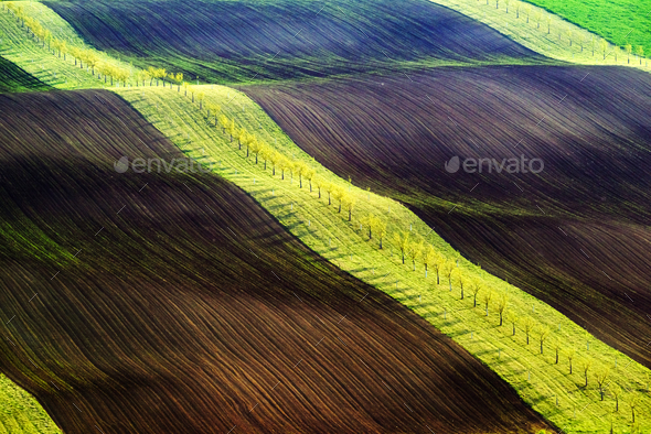 Green and brown waves of the agricultural fields - Stock Photo - Images