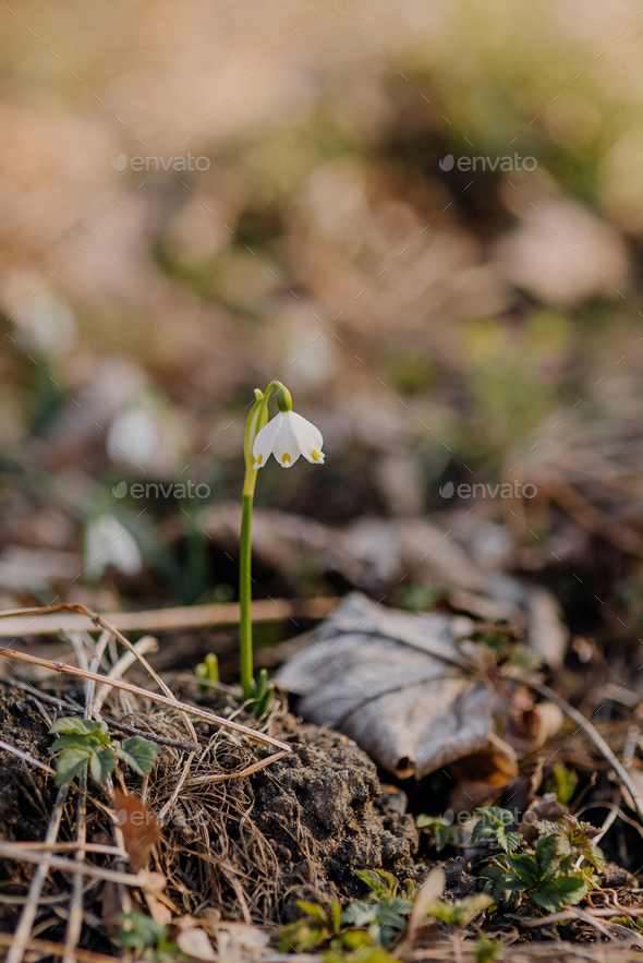 Spring Snowflake (Leucojum vernum), Endangered species, Protected species - Stock Photo - Images