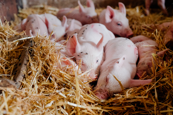 Young Piglets at Livestock Farm