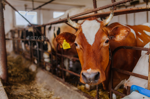 cow livestock farm barn Livestock Farm - Stock Photo - Images