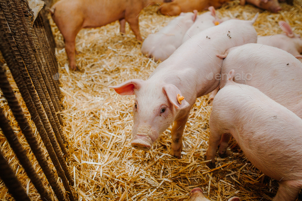 young pigs and piglets in barn livestock farm