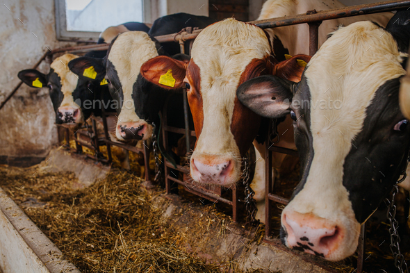 cow livestock farm barn Livestock Farm - Stock Photo - Images