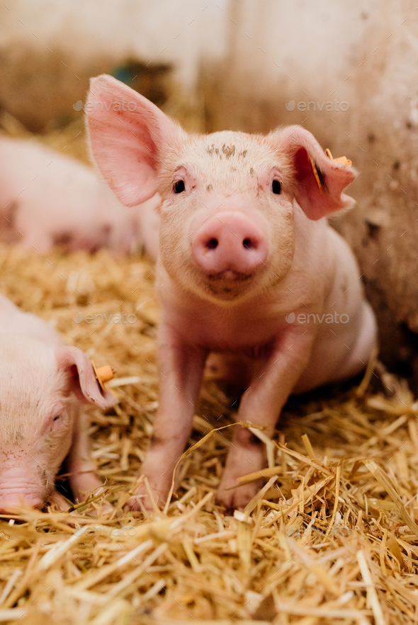 Young Piglets at Livestock Farm - Stock Photo - Images