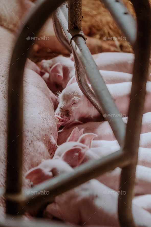 Young Piglets at Livestock Farm - Stock Photo - Images