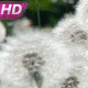 Dandelion Field And Wind - VideoHive Item for Sale