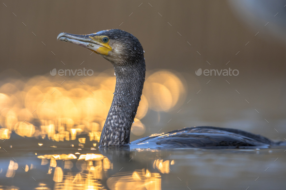 Great Cormorant in sunset reflection - Stock Photo - Images