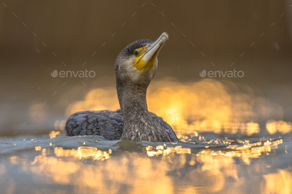 Great Cormorant in sunset reflection - Stock Photo - Images