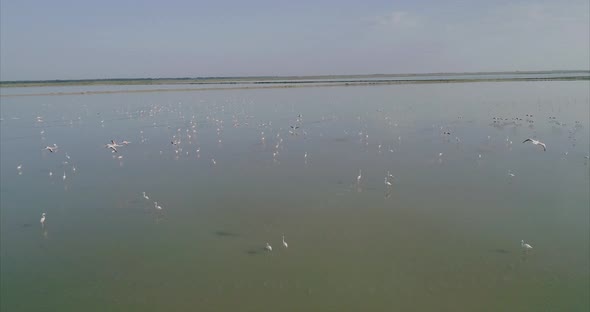 Aerial Panning of a Flock of Flamingos alt