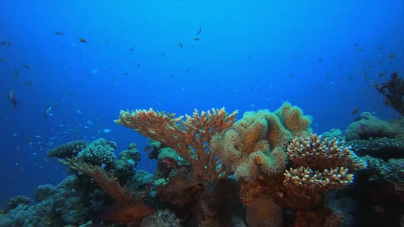 Underwater Tropical Reef View alt