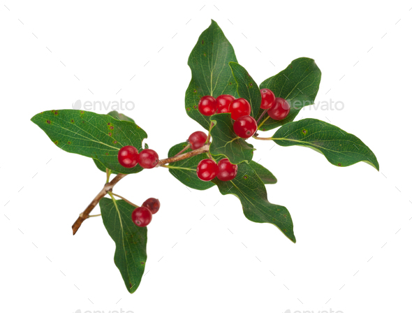 Tartarian Honeysuckle (Lonicera tatarica) plant with red berries - Stock Photo - Images
