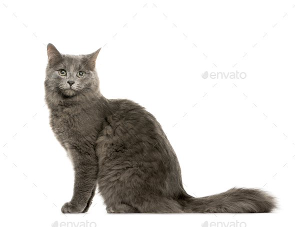 gray cat avatar