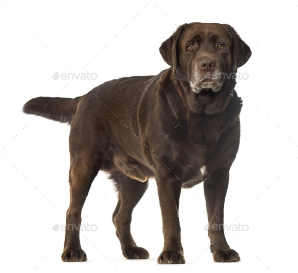 fat labrador dog