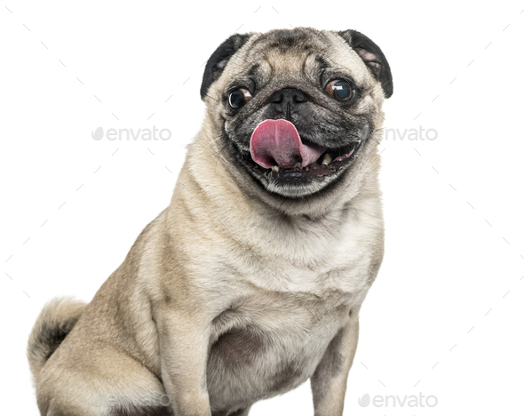 Pug tongue best sale