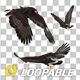 American Eagle - USA Flag - Flying Transition - V - 238