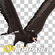 American Eagle - USA Flag - Flying Transition - V - 237