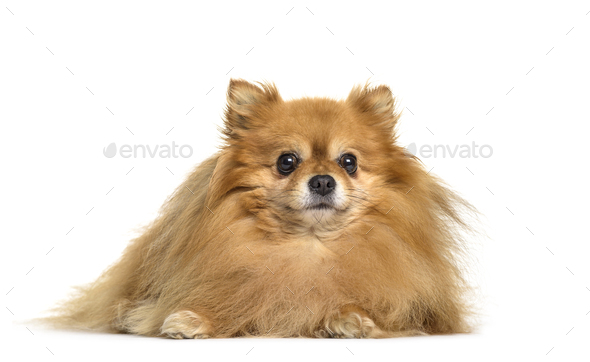 Pomeranian Dog Lying Cut Out Stock Photo By Lifeonwhite Photodune