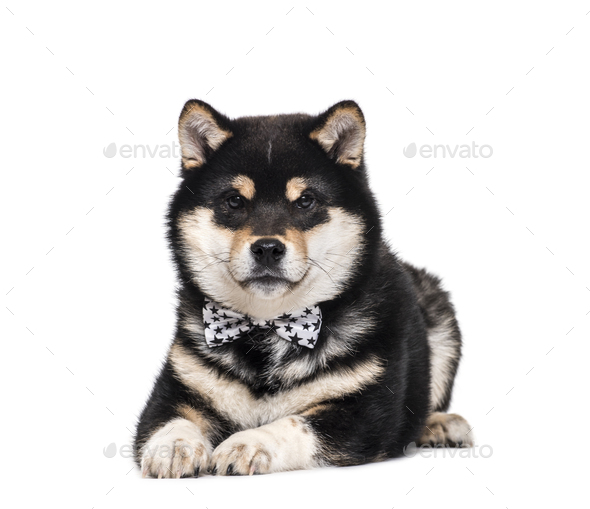 Shiba inu 2025 bow tie