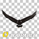 American Eagle - USA Flag - Flying Transition - V - 243