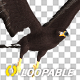 American Eagle - USA Flag - Flying Transition - V - 245