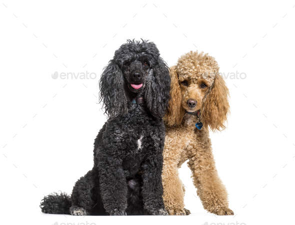 are poodles well behaved dogs