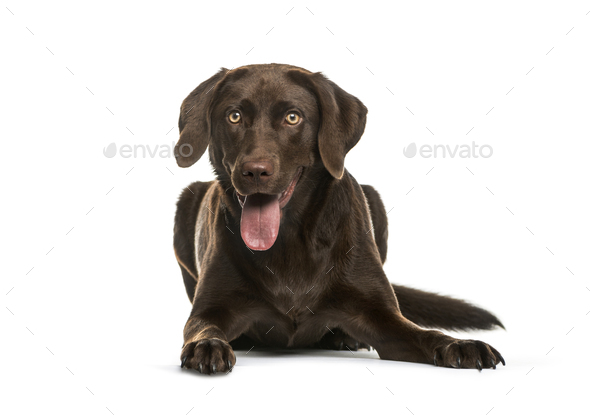 white chocolate labrador