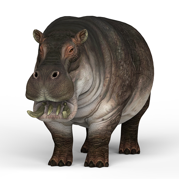 Hippopotamus - 3Docean 25988180