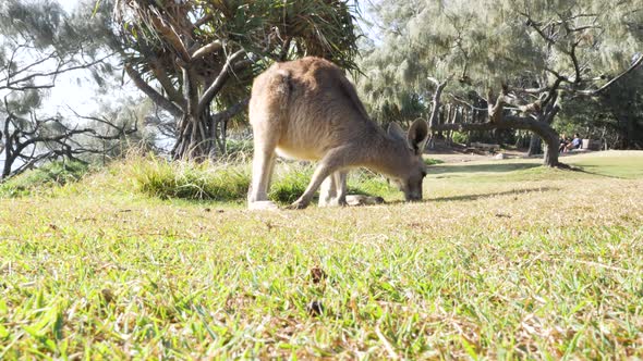 Baby joey Kangaroo grazing on a coastal grassy headland in the winter sun. Stradbroke Island Austral alt