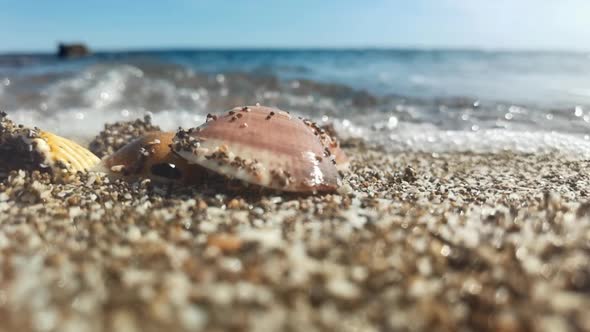 Slow Motion Footage of Sea Splashing on Shells and Pebbles alt