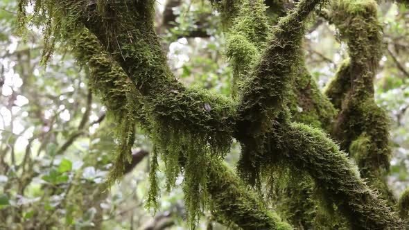 Typical vegetation at cloud forest in Garajonay national park alt