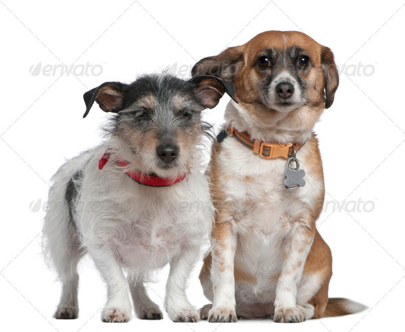 Jack Russell Terrier and Mixed-breed dog, 7 years old and 8 years old, in front of white background - Stock Photo - Images