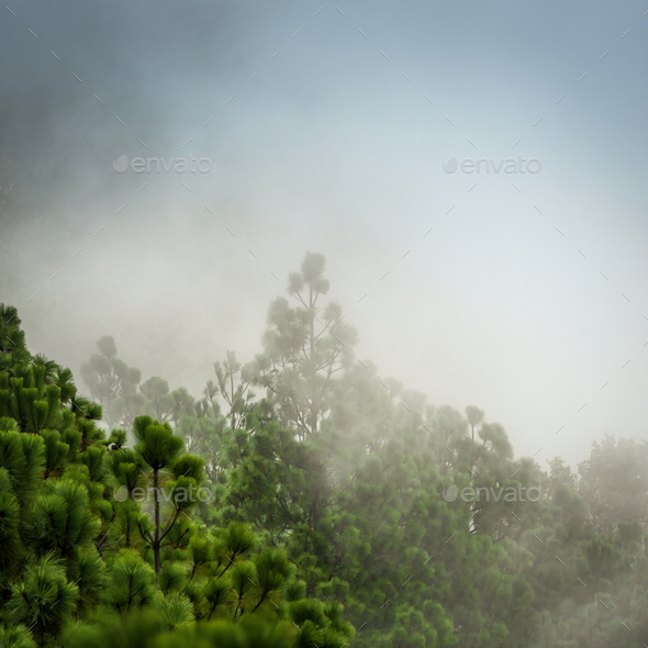 Guatemala Forest Landscape On Acatenango Volcano - Stock Photo - Images
