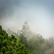 Guatemala Forest Landscape On Acatenango Volcano - PhotoDune Item for Sale