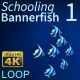 Schooling Bannerfish 1 - VideoHive Item for Sale