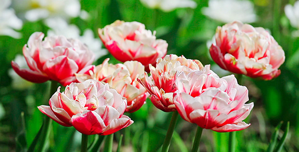 Pink And White Tulips