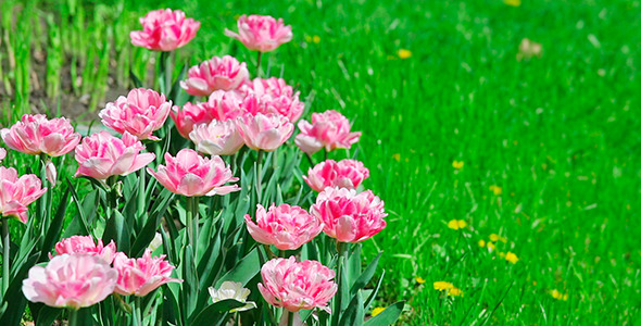 Pink Tulips On Green Grass