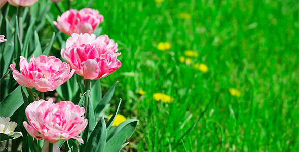 Pink Tulips On Green Grass 1