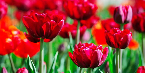Many Red Parrot Tulips