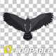 Harpy Eagle - Flying Loop - Side View, Elements Motion Graphics ft. america  & bird of prey - Envato Elements