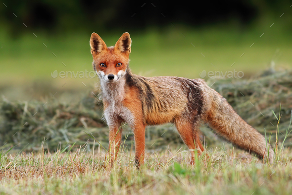Attentive red fox facing camera on a freshly harvested hay field in summer - Stock Photo - Images